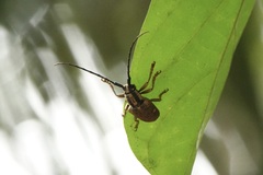 Cerambycoidea