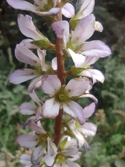 Francoa appendiculata