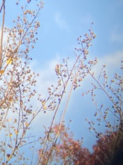 Selasphorus calliope