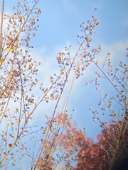 Selasphorus calliope