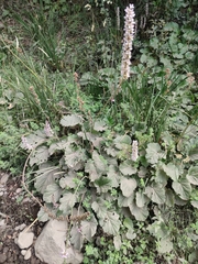 Francoa appendiculata