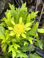 Sanicula arctopoides