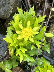 Sanicula arctopoides