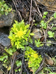 Sanicula arctopoides