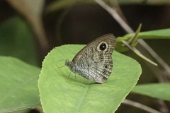 Ypthima horsfieldii
