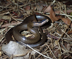 Cacophis squamulosus