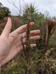 Schizachyrium condensatum