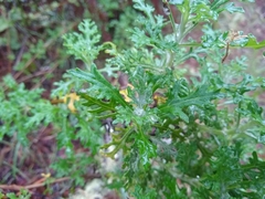 Eriophyllum confertiflorum