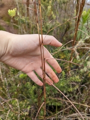 Schizachyrium condensatum