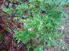Eriophyllum confertiflorum