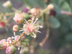 Stegnosperma halimifolium