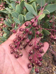 Stegnosperma halimifolium