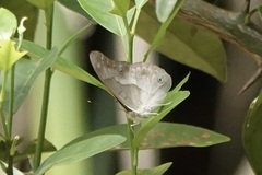 Eulaceura osteria
