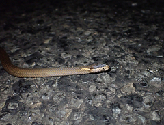 Cacophis squamulosus