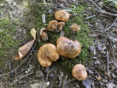 Tricholoma aurantium