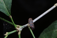 Phymatostetha triseriata