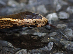 Cacophis squamulosus