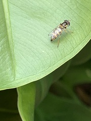 Ischiodon