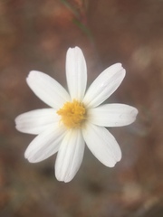 Nicolletia trifida