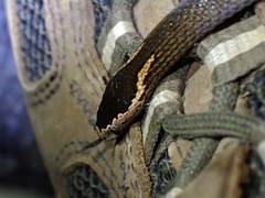 Cacophis squamulosus