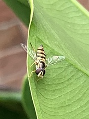 Ischiodon
