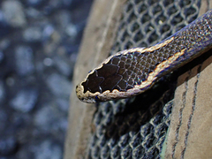 Cacophis squamulosus