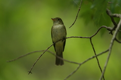 Empidonax virescens