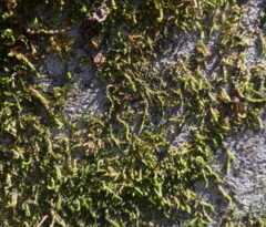 Anacamptodon splachnoides