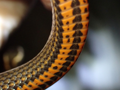 Cacophis squamulosus