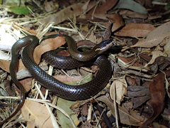 Cacophis squamulosus