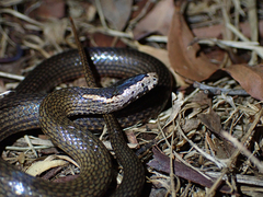 Cacophis squamulosus