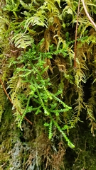 Selaginella douglasii