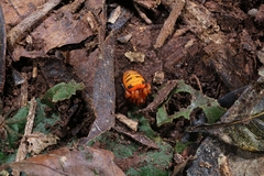 Acusilas malaccensis