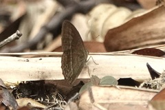 Mycalesis janardana