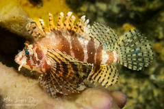 Dendrochirus brachypterus