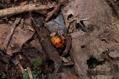 Acusilas malaccensis