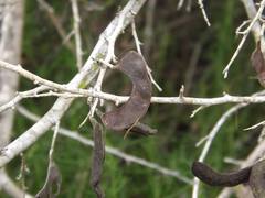 Microlobius foetidus