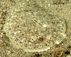 Pseudorhombus jenynsii