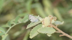 Hemiargus hanno