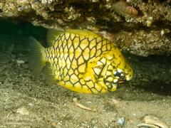 Cleidopus gloriamaris