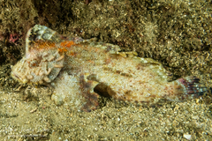 Aploactisoma milesii