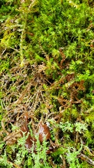 Selaginella douglasii