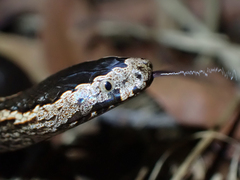 Cacophis squamulosus
