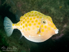 Anoplocapros inermis