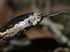 Cacophis squamulosus