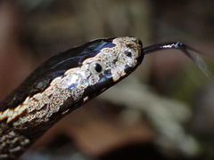 Cacophis squamulosus