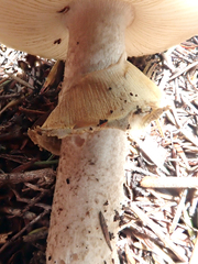 Amanita nothofagi