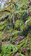 Selaginella douglasii