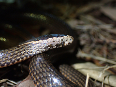 Cacophis squamulosus