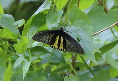 Troides aeacus
